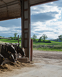 Dairy farming in the US
